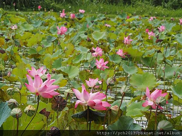 新北樹林山佳荷花池!夏日賞荷祕境,交通便利、鞦韆美拍,體驗荷葉效應~