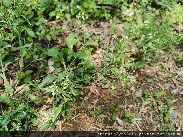 桃園龍潭景點推薦／和窯文創園區清幽賞茶園、走森林步道