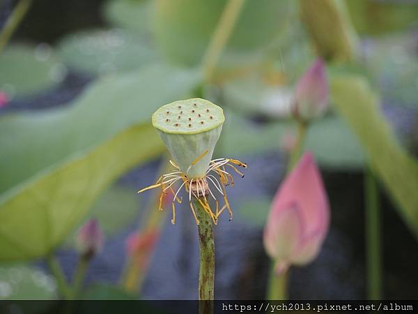 新北樹林山佳荷花池!夏日賞荷祕境,交通便利、鞦韆美拍,體驗荷葉效應~