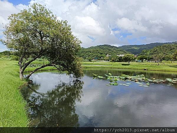 新北樹林山佳荷花池!夏日賞荷祕境,交通便利、鞦韆美拍,體驗荷葉效應~