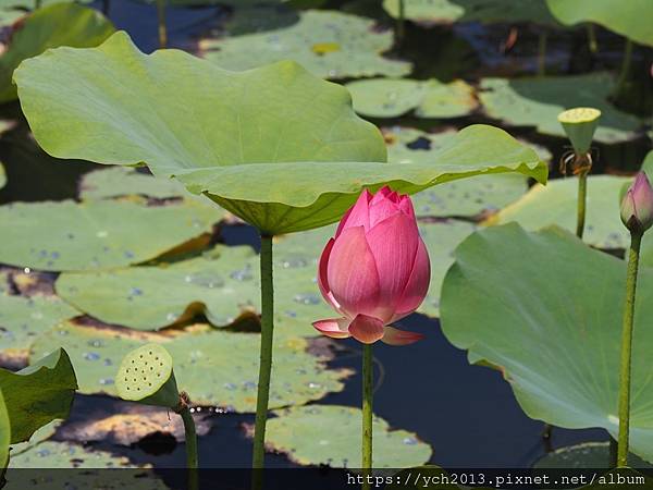 新北樹林山佳荷花池!夏日賞荷祕境,交通便利、鞦韆美拍,體驗荷葉效應~