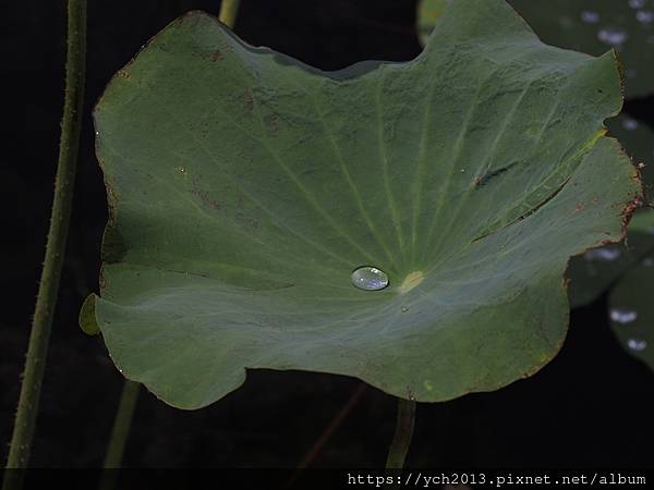 新北樹林山佳荷花池!夏日賞荷祕境,交通便利、鞦韆美拍,體驗荷葉效應~
