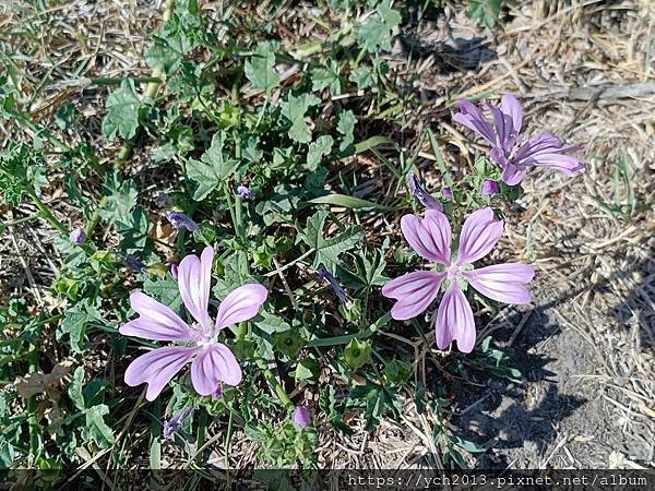 進入保加利亞邊界城鎮維丁，走逛多瑙河邊巴巴維達城堡