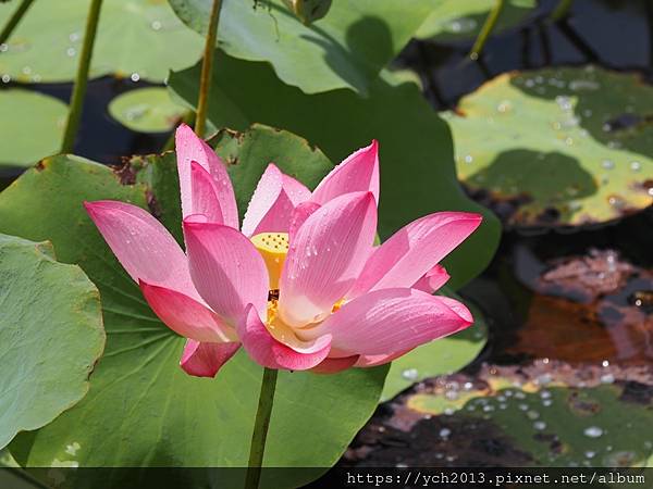 新北樹林山佳荷花池!夏日賞荷祕境,交通便利、鞦韆美拍,體驗荷葉效應~