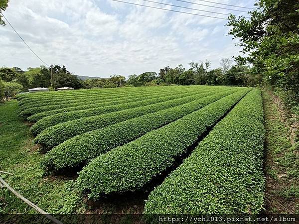 桃園龍潭景點推薦／和窯文創園區清幽賞茶園、走森林步道
