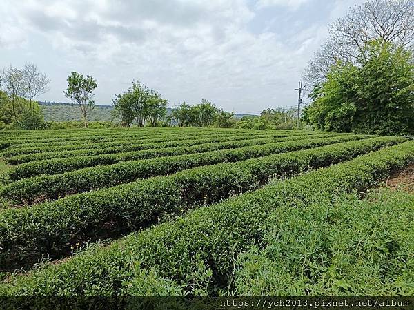 桃園龍潭景點推薦／和窯文創園區清幽賞茶園、走森林步道