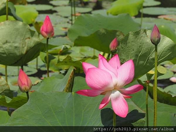 新北樹林山佳荷花池!夏日賞荷祕境,交通便利、鞦韆美拍,體驗荷葉效應~