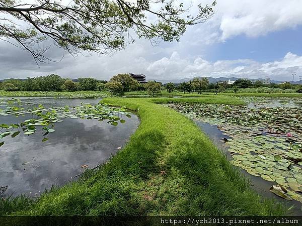 新北樹林山佳荷花池!夏日賞荷祕境,交通便利、鞦韆美拍,體驗荷葉效應~