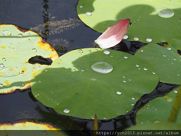 新北樹林山佳荷花池!夏日賞荷祕境,交通便利、鞦韆美拍,體驗荷葉效應~