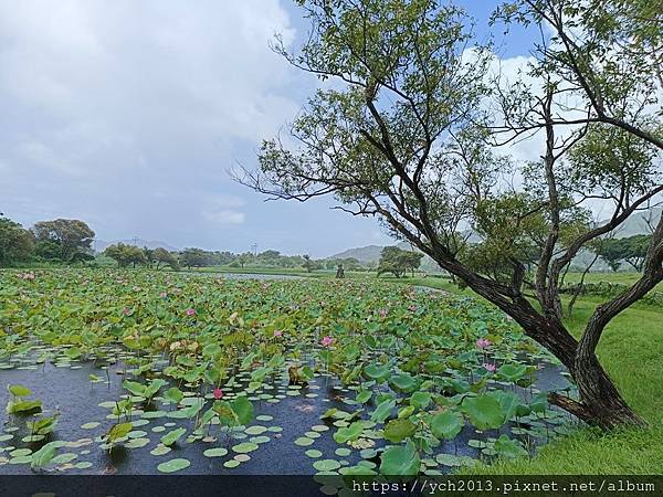 新北樹林山佳荷花池!夏日賞荷祕境,交通便利、鞦韆美拍,體驗荷葉效應~