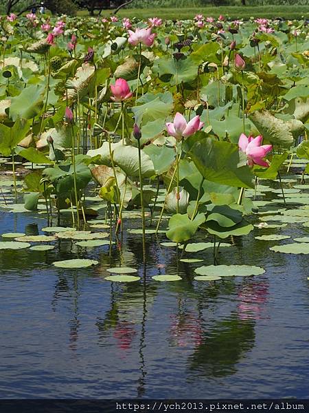 新北樹林山佳荷花池!夏日賞荷祕境,交通便利、鞦韆美拍,體驗荷葉效應~