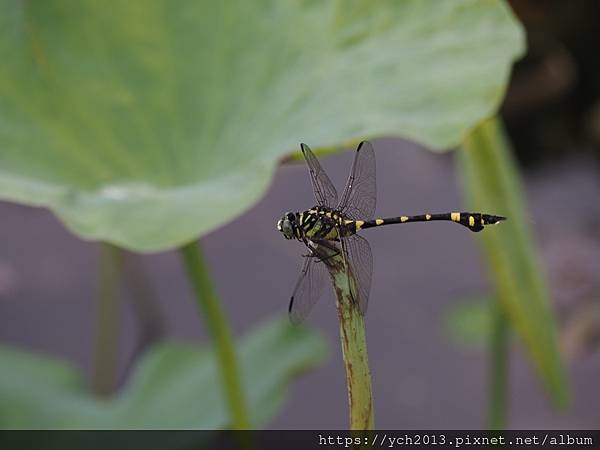 新北樹林山佳荷花池!夏日賞荷祕境,交通便利、鞦韆美拍,體驗荷葉效應~
