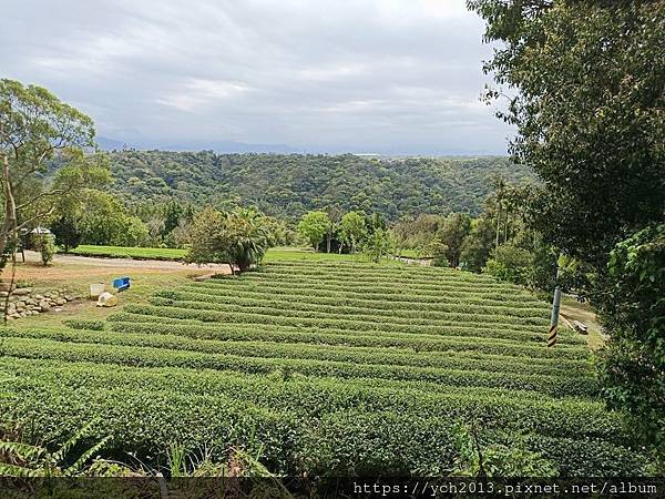 桃園龍潭景點推薦／和窯文創園區清幽賞茶園、走森林步道