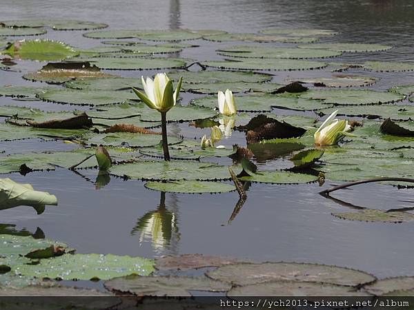 新北樹林山佳荷花池!夏日賞荷祕境,交通便利、鞦韆美拍,體驗荷葉效應~