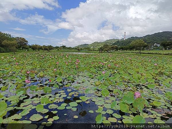 新北樹林山佳荷花池!夏日賞荷祕境,交通便利、鞦韆美拍,體驗荷葉效應~