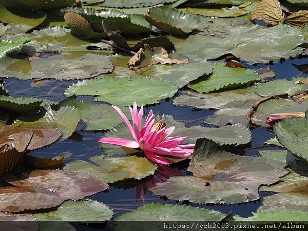 新北樹林山佳荷花池!夏日賞荷祕境,交通便利、鞦韆美拍,體驗荷葉效應~
