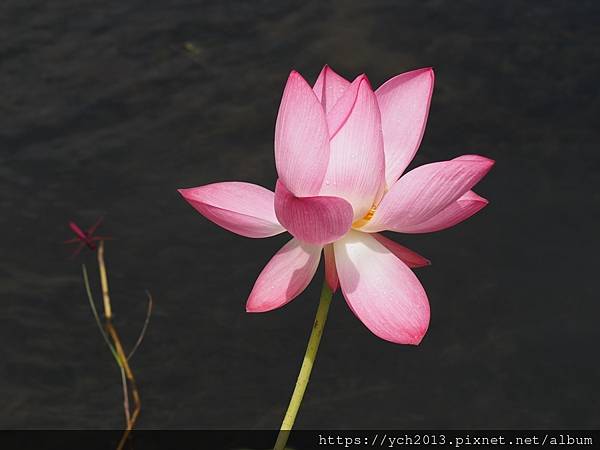 新北樹林山佳荷花池!夏日賞荷祕境,交通便利、鞦韆美拍,體驗荷葉效應~