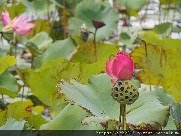 新北樹林山佳荷花池!夏日賞荷祕境,交通便利、鞦韆美拍,體驗荷葉效應~