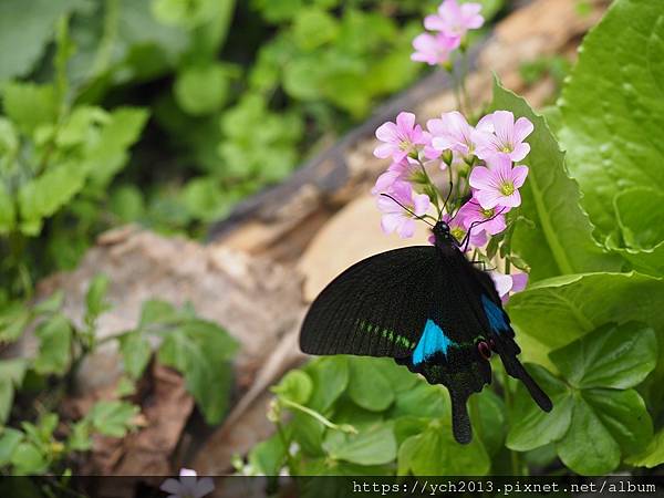 桃園龍潭景點推薦／和窯文創園區清幽賞茶園、走森林步道