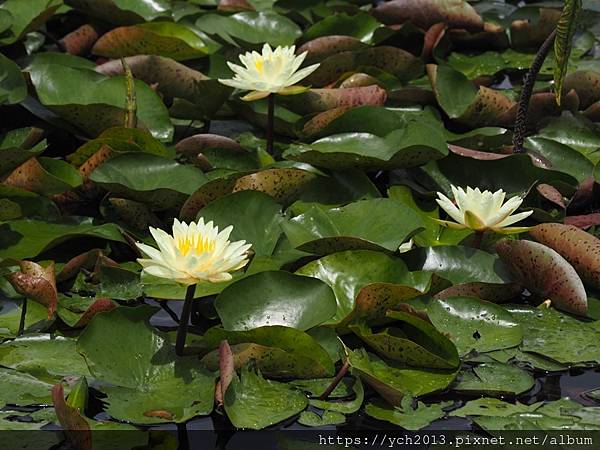 新北樹林山佳荷花池!夏日賞荷祕境,交通便利、鞦韆美拍,體驗荷葉效應~
