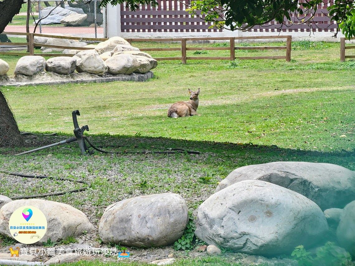 鹿港獨特景點推薦！免費觀賞梅花鹿，飯後漫步與大自然完美結合！