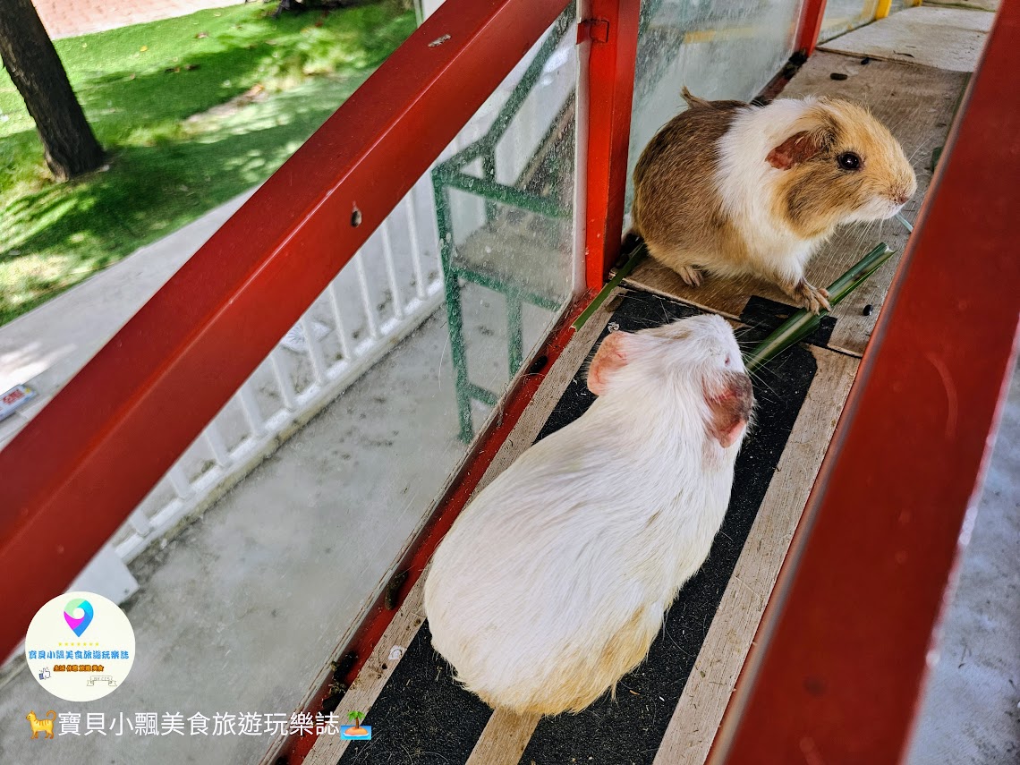 嘉義縣三隻小豬觀光農場親子放電首選，動物種類豐富的童話主題樂園！