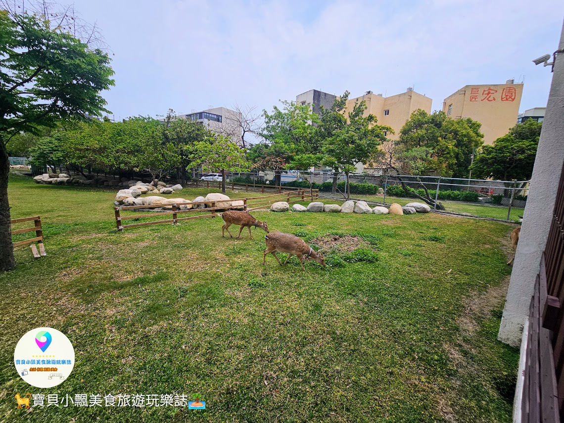 鹿港獨特景點推薦！免費觀賞梅花鹿，飯後漫步與大自然完美結合！