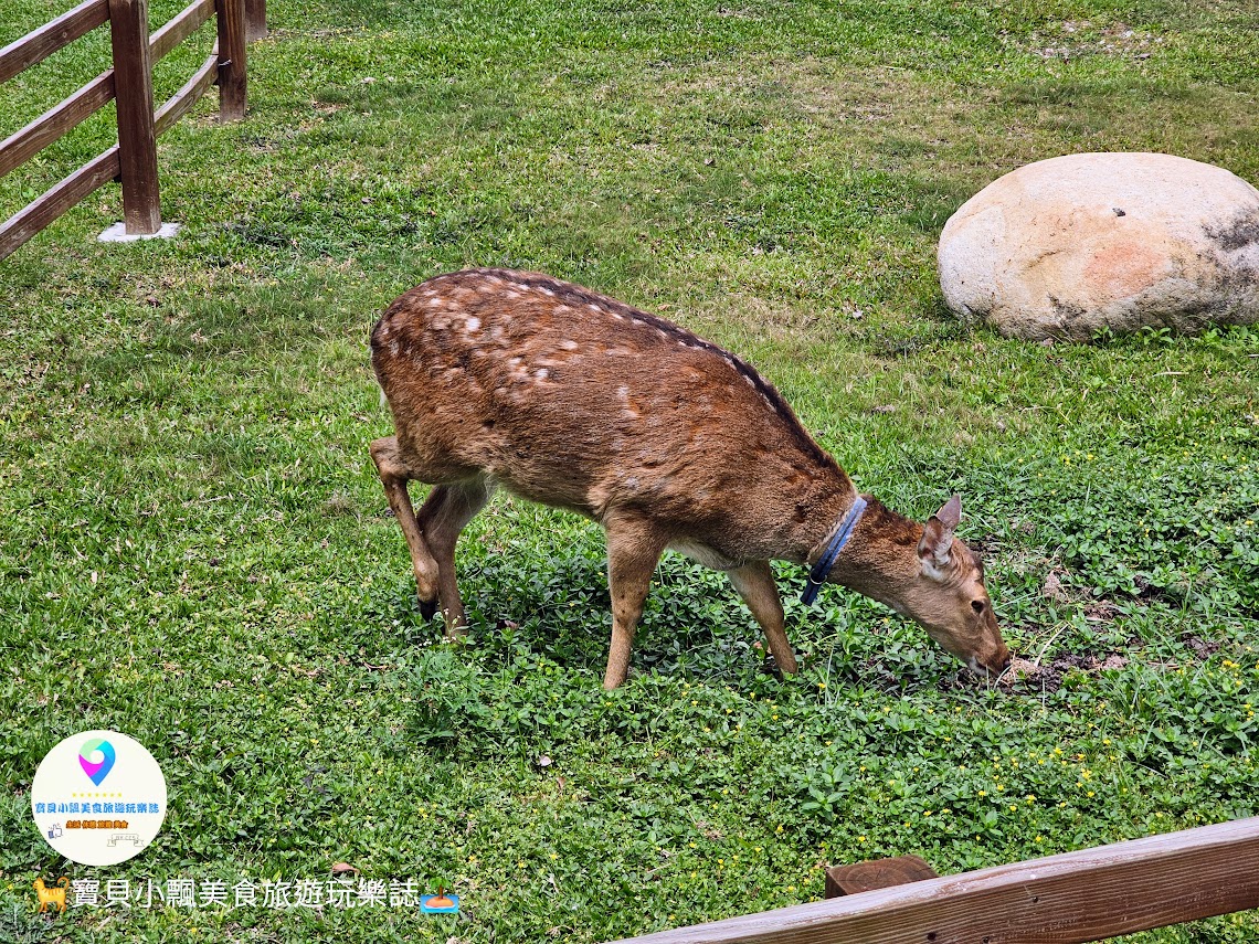 鹿港獨特景點推薦！免費觀賞梅花鹿，飯後漫步與大自然完美結合！