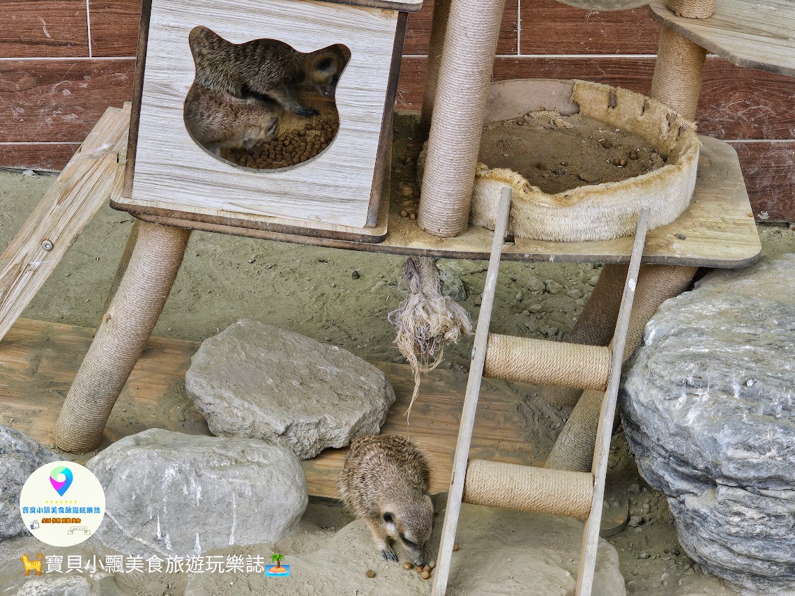 嘉義縣三隻小豬觀光農場親子放電首選，動物種類豐富的童話主題樂園！