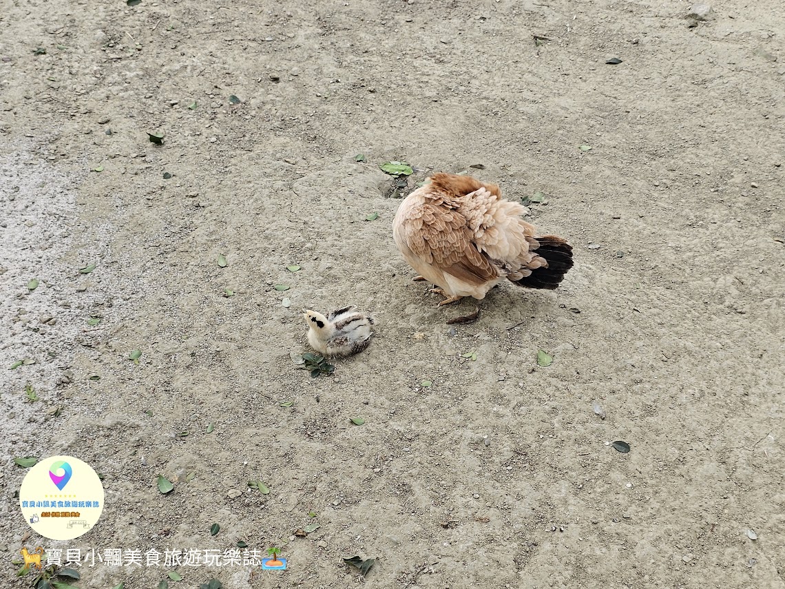 嘉義縣三隻小豬觀光農場親子放電首選，動物種類豐富的童話主題樂園！