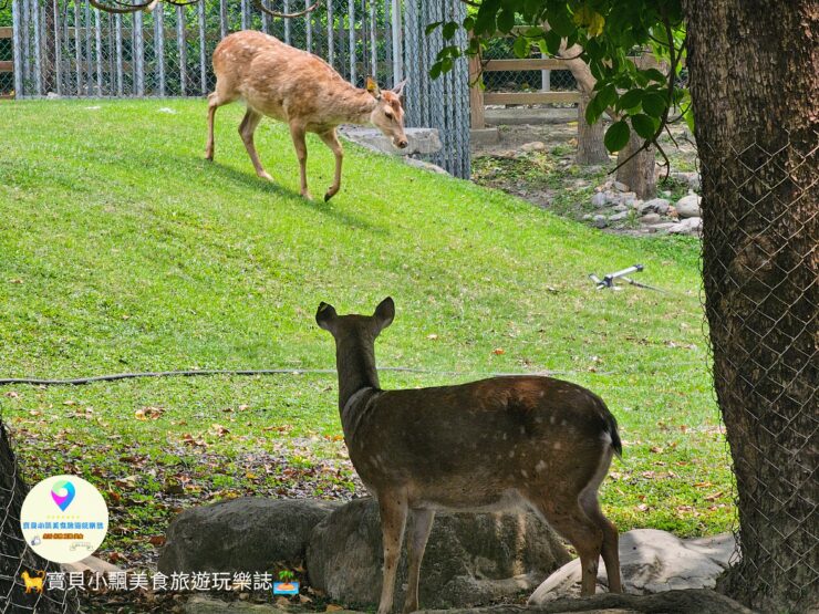 鹿港獨特景點推薦！免費觀賞梅花鹿，飯後漫步與大自然完美結合！