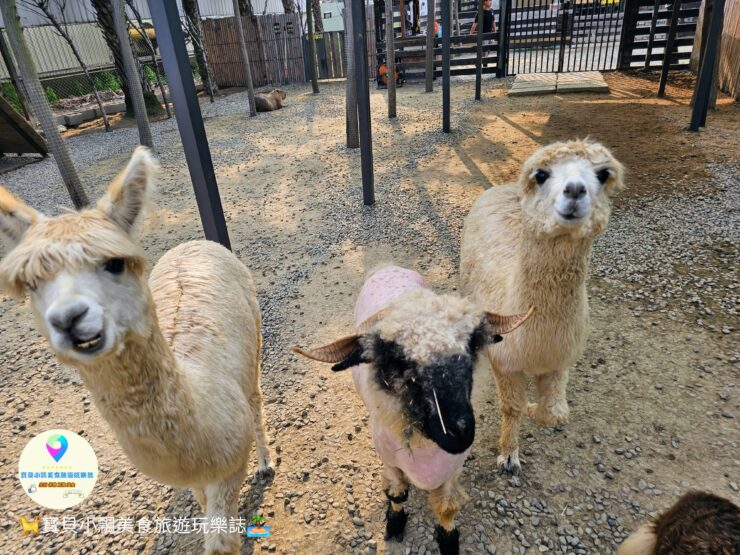 新竹香山廢物媽媽育兒農場親子互動樂園，寓教於樂的教育之旅！~