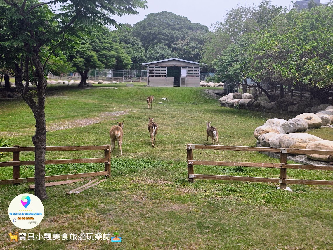 鹿港獨特景點推薦！免費觀賞梅花鹿，飯後漫步與大自然完美結合！