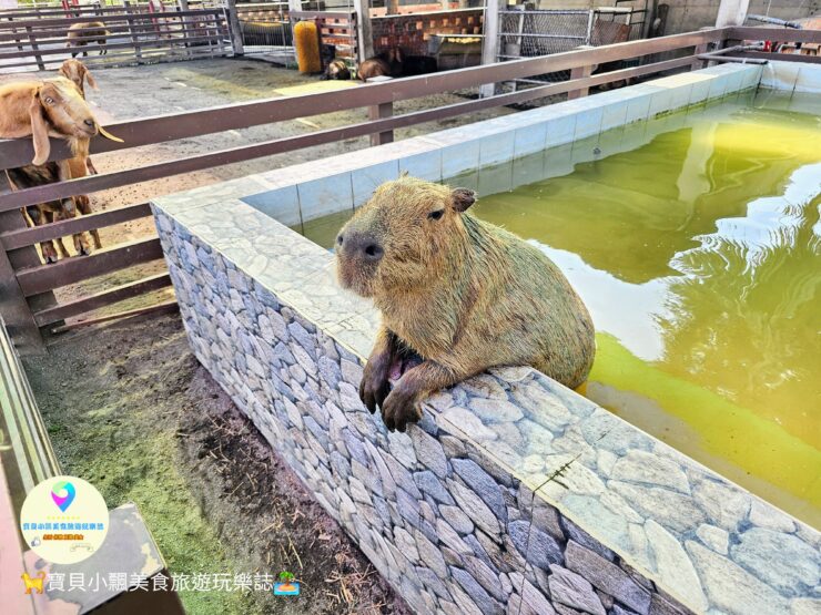 嘉義縣三隻小豬觀光農場親子放電首選，動物種類豐富的童話主題樂園！