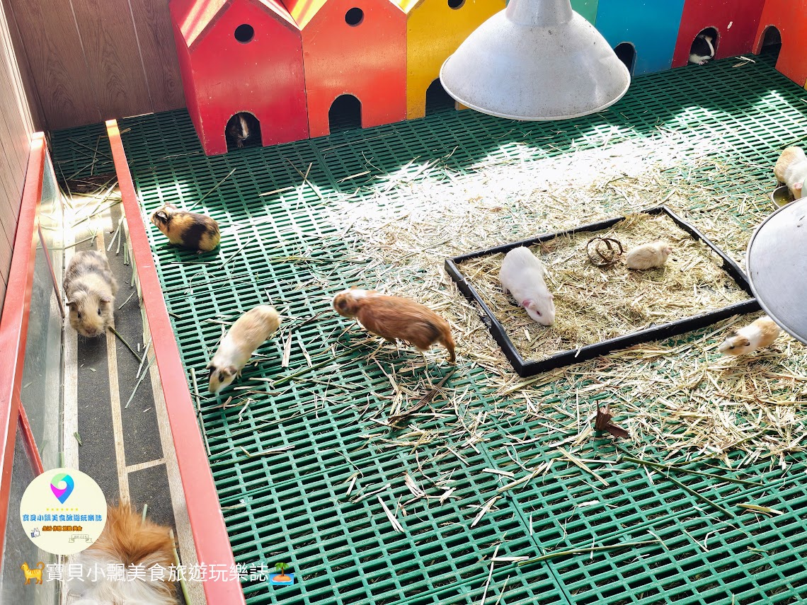 嘉義縣三隻小豬觀光農場親子放電首選，動物種類豐富的童話主題樂園！