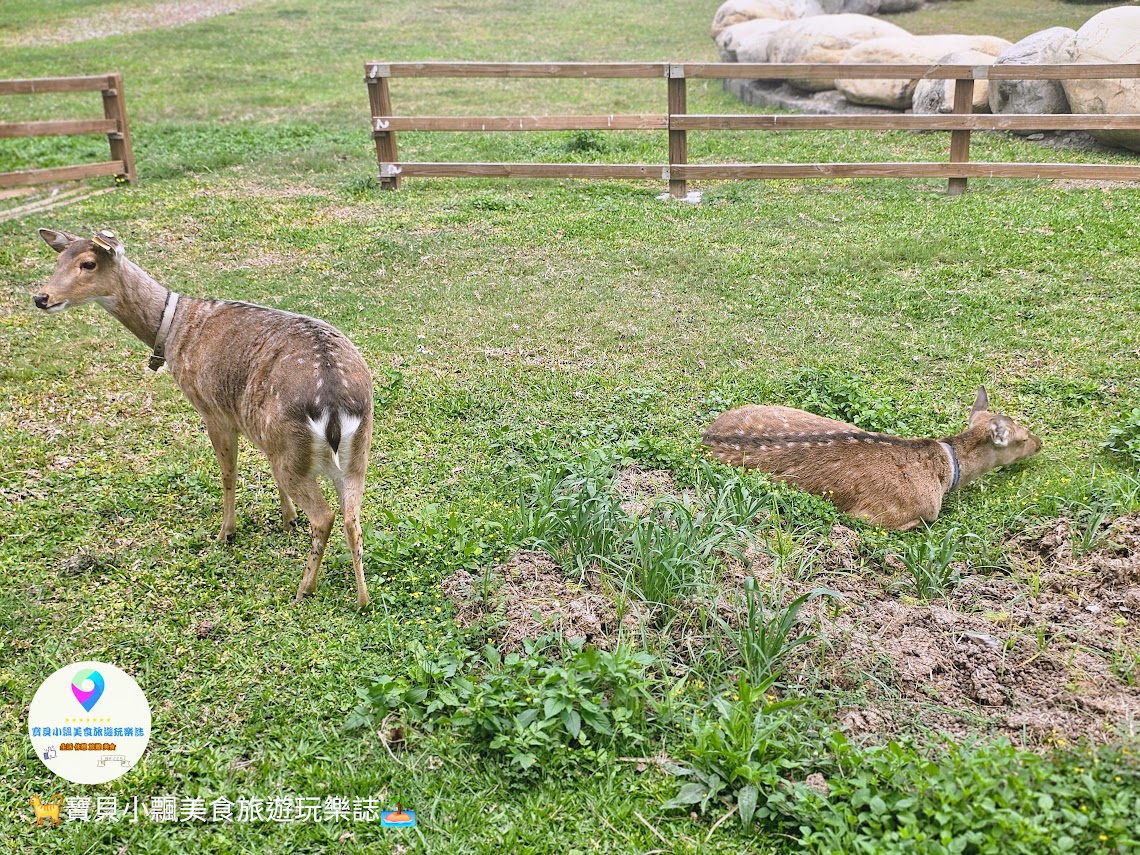 鹿港獨特景點推薦！免費觀賞梅花鹿，飯後漫步與大自然完美結合！