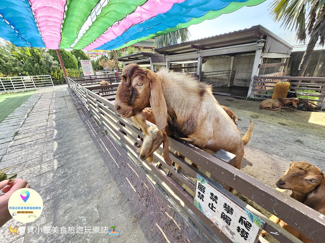 嘉義縣三隻小豬觀光農場親子放電首選，動物種類豐富的童話主題樂園！