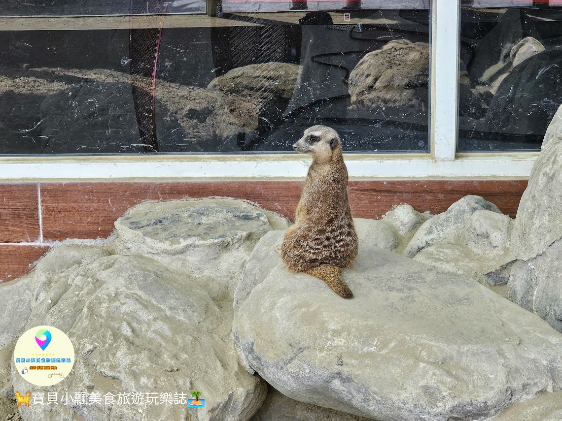 嘉義縣三隻小豬觀光農場親子放電首選，動物種類豐富的童話主題樂園！