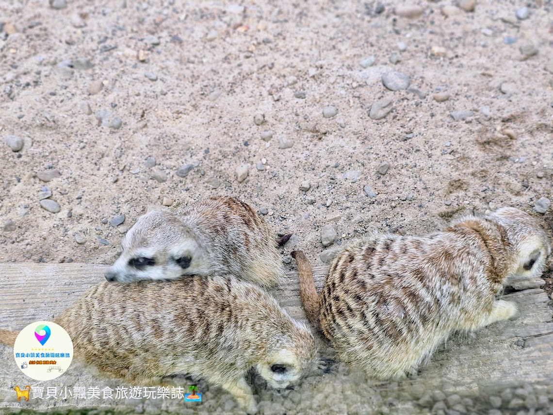 新竹香山廢物媽媽育兒農場親子互動樂園，寓教於樂的教育之旅！~