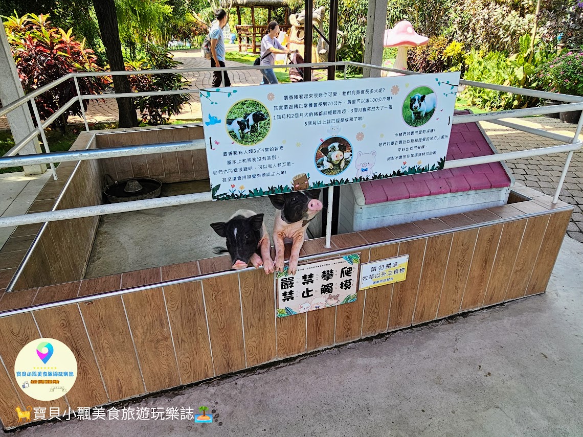 嘉義縣三隻小豬觀光農場親子放電首選，動物種類豐富的童話主題樂園！