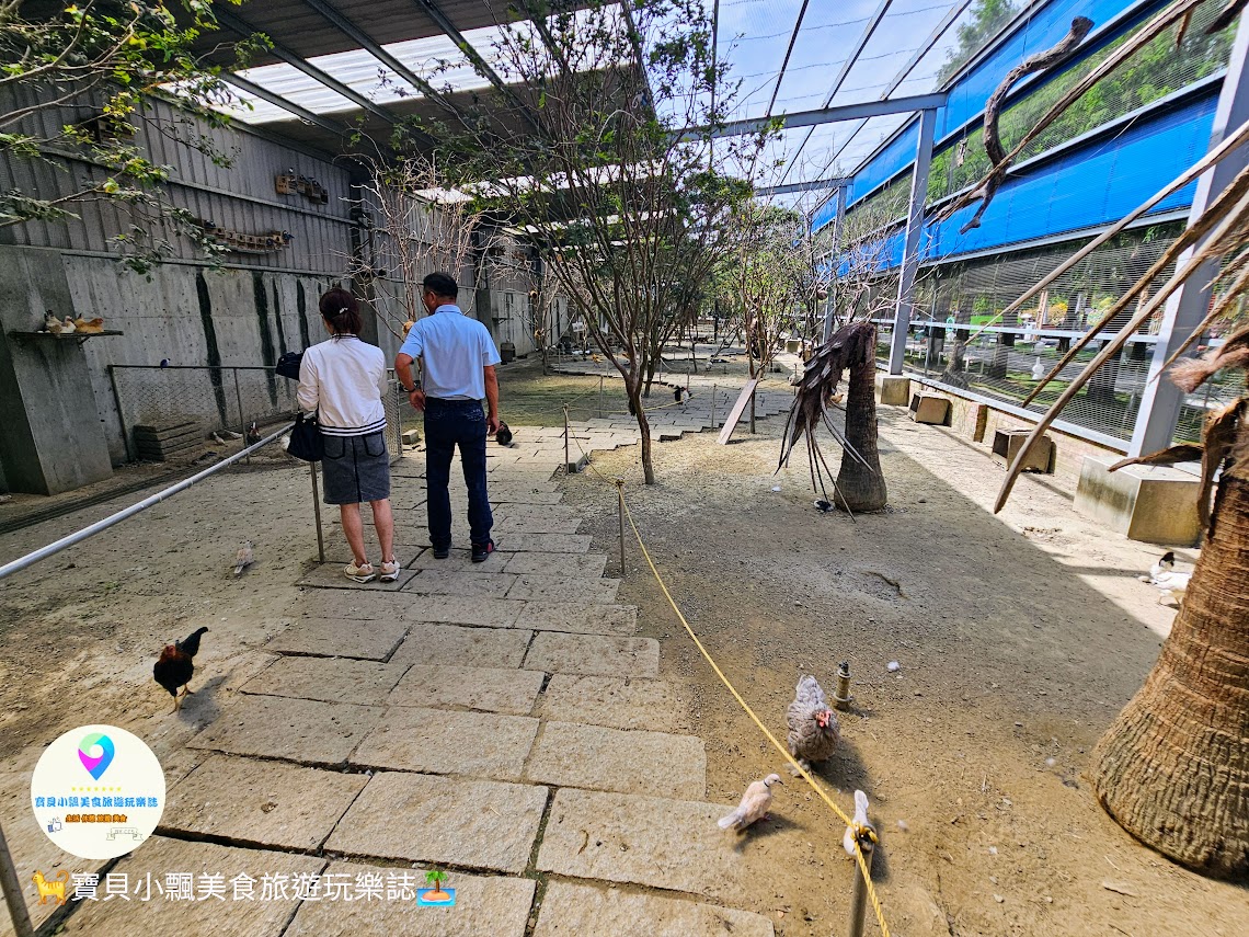 嘉義縣三隻小豬觀光農場親子放電首選，動物種類豐富的童話主題樂園！