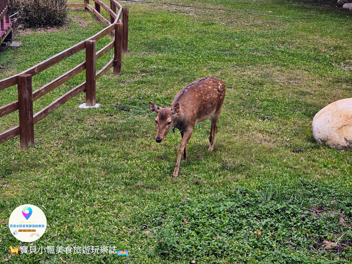 鹿港獨特景點推薦！免費觀賞梅花鹿，飯後漫步與大自然完美結合！