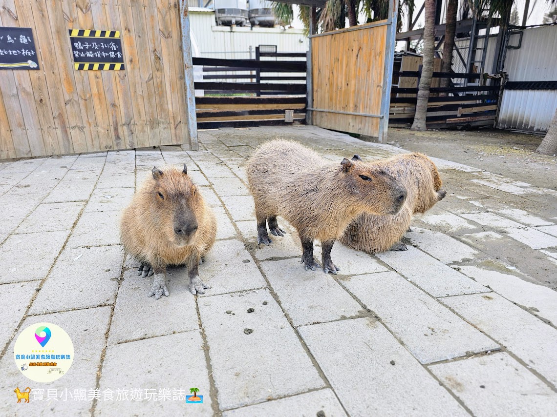 新竹香山廢物媽媽育兒農場親子互動樂園，寓教於樂的教育之旅！~