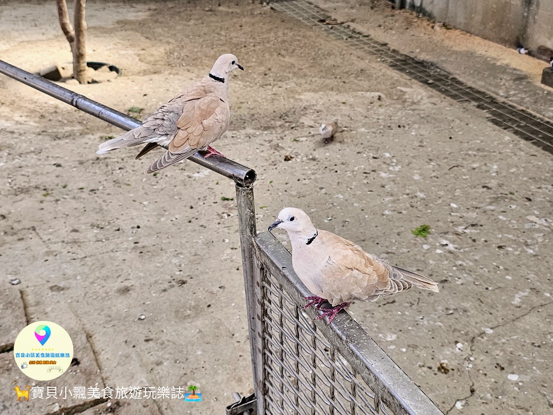 嘉義縣三隻小豬觀光農場親子放電首選，動物種類豐富的童話主題樂園！