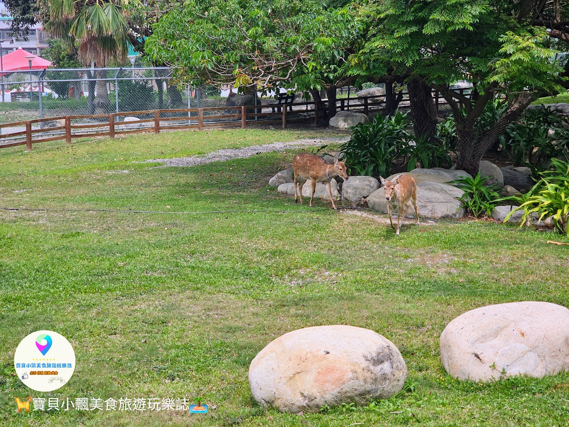 鹿港獨特景點推薦！免費觀賞梅花鹿，飯後漫步與大自然完美結合！
