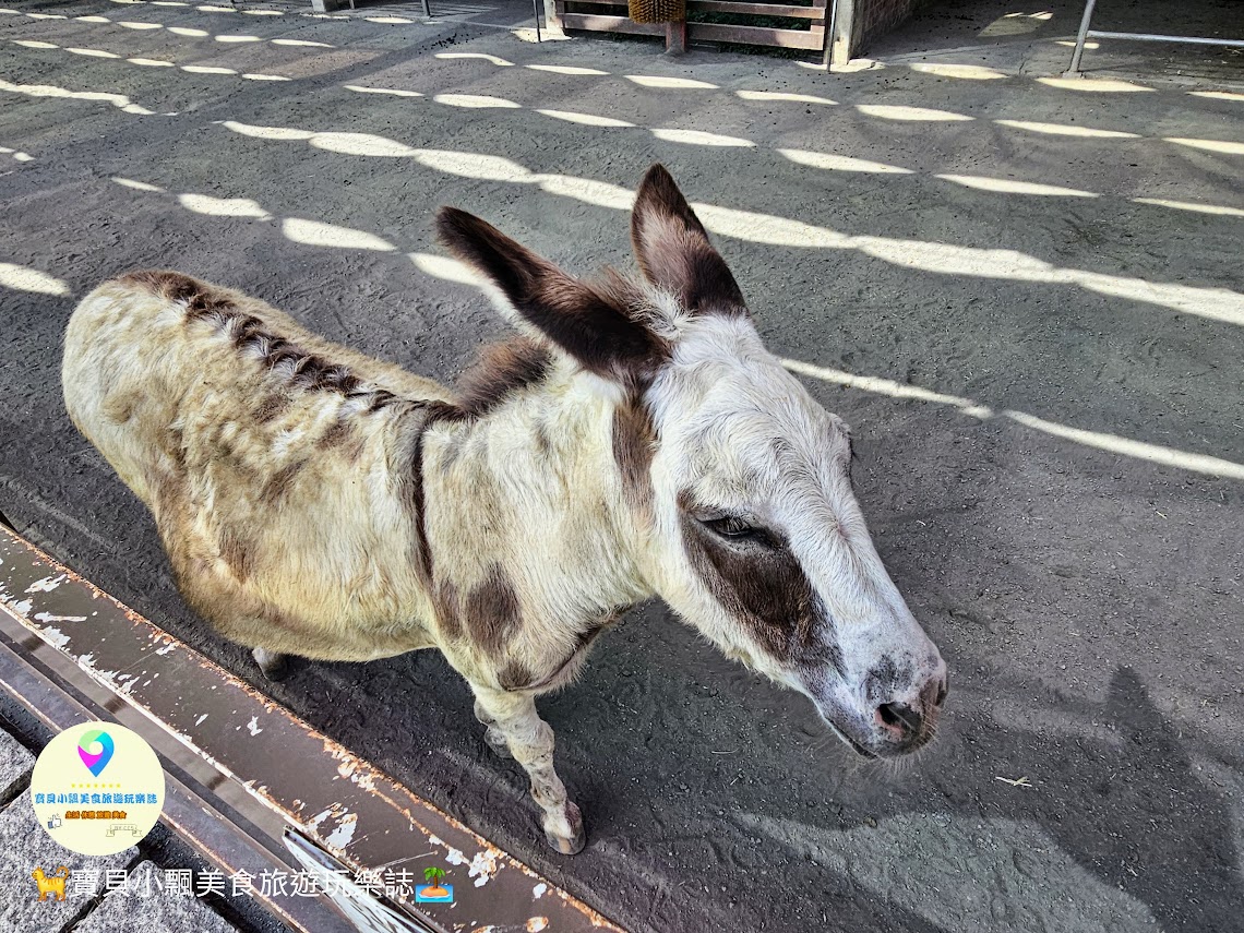 嘉義縣三隻小豬觀光農場親子放電首選，動物種類豐富的童話主題樂園！