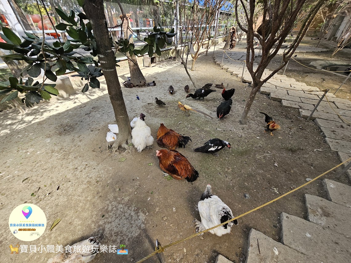 嘉義縣三隻小豬觀光農場親子放電首選，動物種類豐富的童話主題樂園！