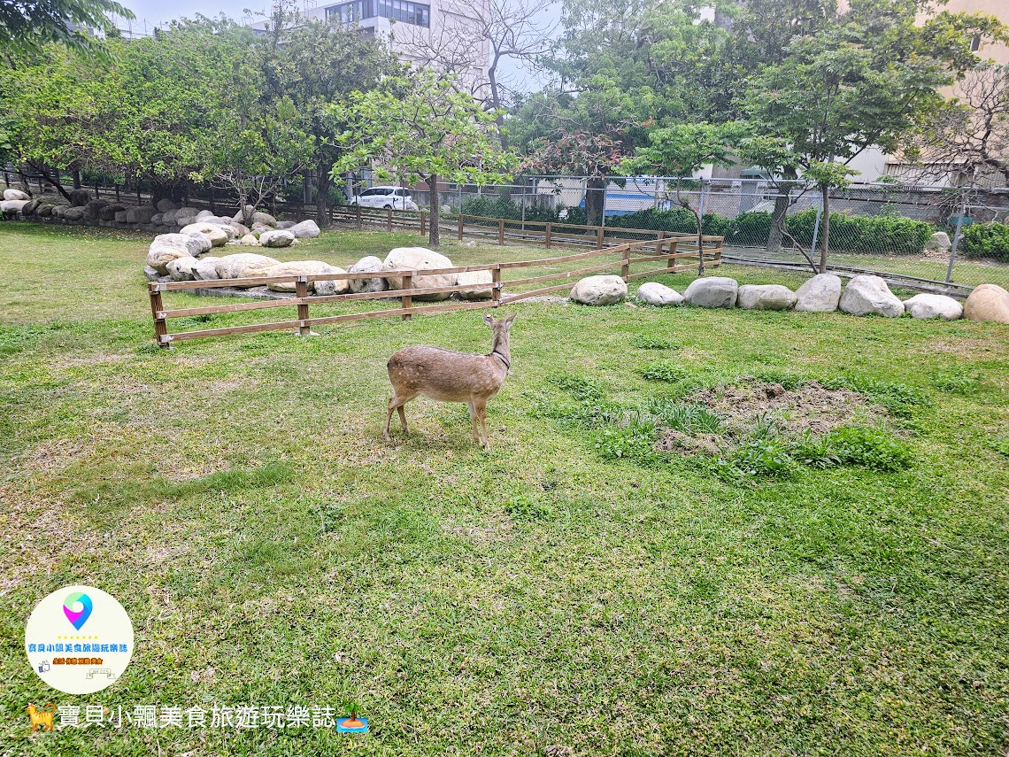 鹿港獨特景點推薦！免費觀賞梅花鹿，飯後漫步與大自然完美結合！