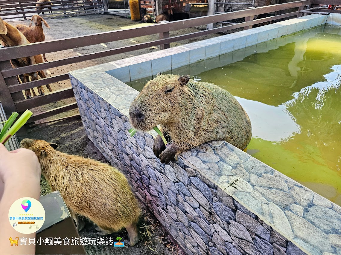 嘉義縣三隻小豬觀光農場親子放電首選，動物種類豐富的童話主題樂園！