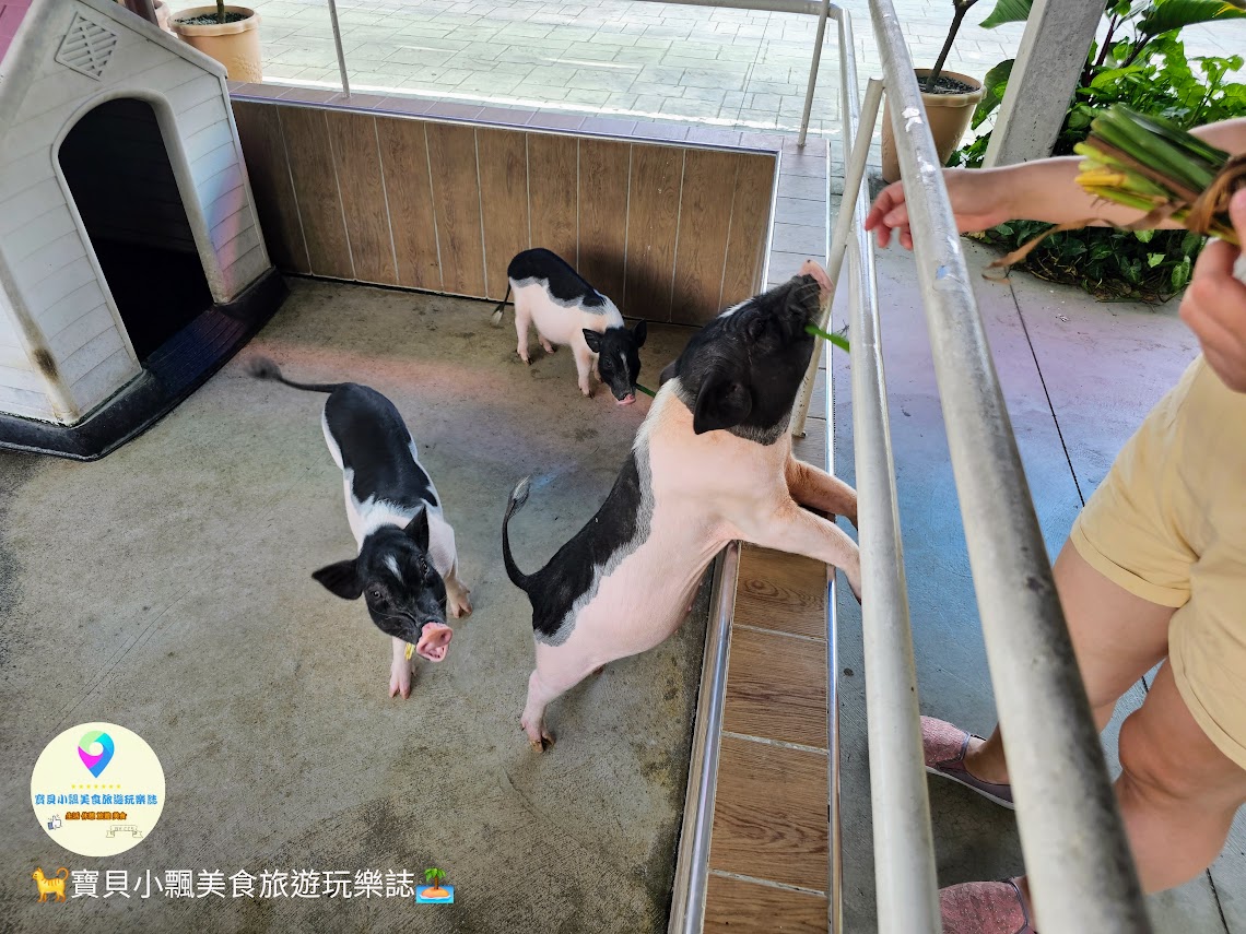 嘉義縣三隻小豬觀光農場親子放電首選，動物種類豐富的童話主題樂園！